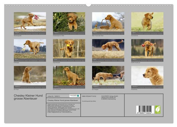 Produktbild: Chesley Kleiner Hund grosse Abenteuer (hochwertiger Premium Wandkalender 2026 DIN A2 quer), Kunstdruck in Hochglanz