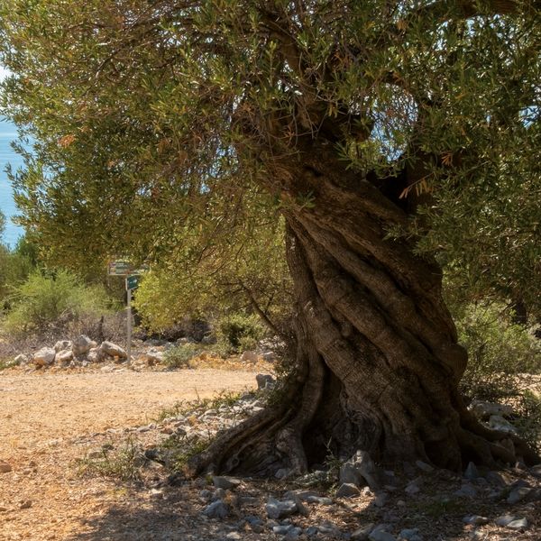 Produktbild: Trees 2027