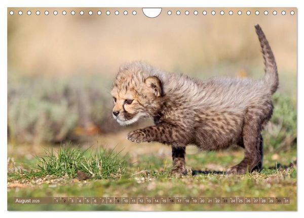 Produktbild: Raubkatzenkinder (Wandkalender 2026 DIN A4 quer), CALVENDO Monatskalender