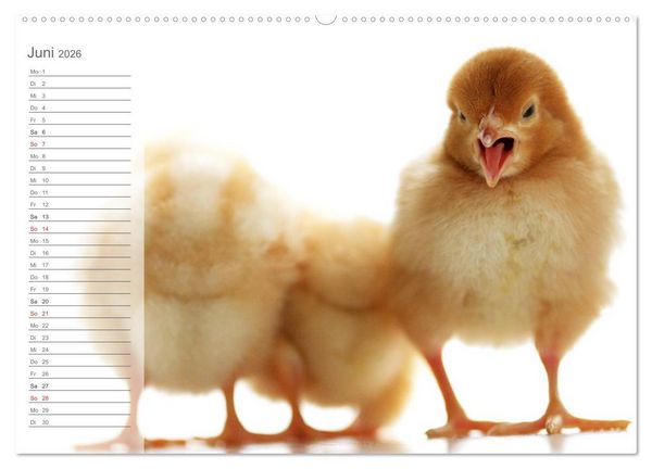 Produktbild: K&uuml;ken in der Kinderstube Terminplaner (hochwertiger Premium Wandkalender 2026 DIN A2 quer), Kunstdruck in Hochglanz