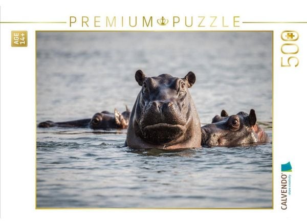 CALVENDO Puzzle Flusspferde | 500 Teile Lege-Größe 48 × 36 cm Foto-Puzzle für Erwachsene