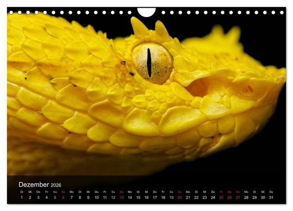 Produktbild: Giftschlangen (Wandkalender 2026 DIN A4 quer), CALVENDO Monatskalender