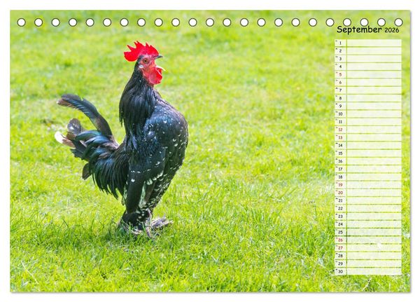 Produktbild: Geliebte Tiere auf dem Bauernhof (Tischkalender 2026 DIN A5 quer), CALVENDO Monatskalender