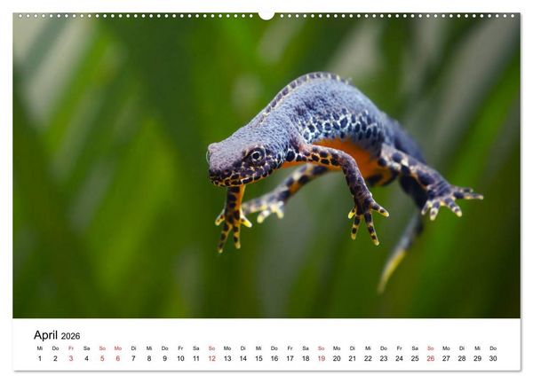 Produktbild: Unsere heimische Tierwelt (Wandkalender 2026 DIN A2 quer), CALVENDO Monatskalender