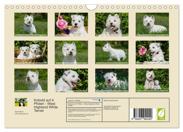 Produktbild: Kobold auf 4 Pfoten - West Highland White Terrier (Wandkalender 2026 DIN A4 quer), CALVENDO Monatskalender