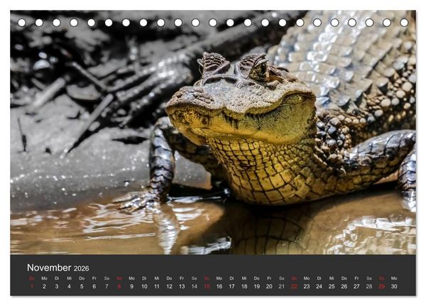 Produktbild: Costa Rica tierisch gut 2026 (Tischkalender 2026 DIN A5 quer), CALVENDO Monatskalender