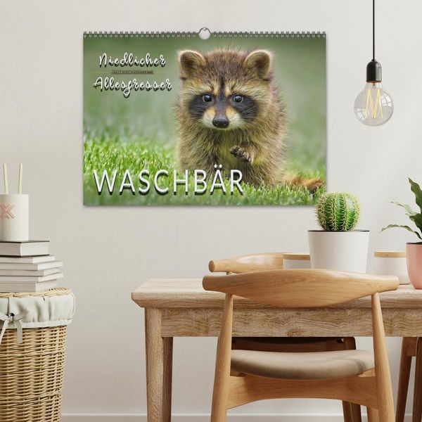Produktbild: Waschb&auml;r - Niedlicher Allesfresser (Wandkalender 2026 DIN A3 quer), CALVENDO Monatskalender