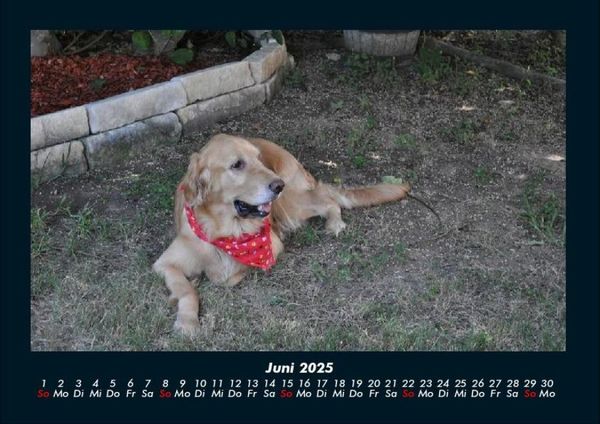 Produktbild: Haustierkalender 2025 Fotokalender DIN A4