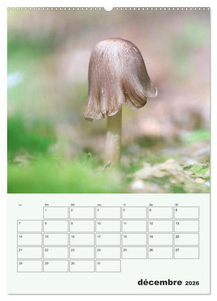 Produktbild: Champignons magiques - Beaut&eacute;s &eacute;ph&eacute;m&egrave;res (Calendrier mural 2026 DIN A2 horizontal), CALVENDO calendrier mensuel