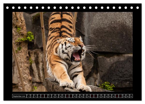Produktbild: Tiger, L&ouml;we und Co. (Tischkalender 2026 DIN A5 quer), CALVENDO Monatskalender