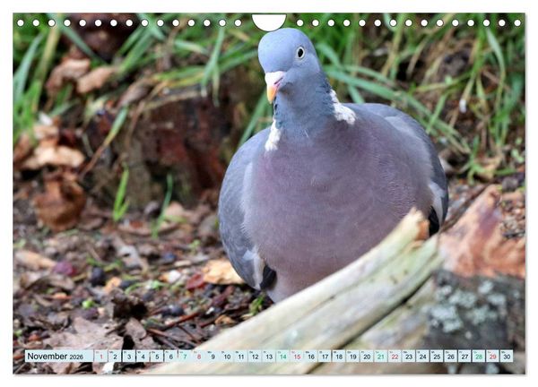 Produktbild: Gefiederte Gesellen - V&ouml;gel aus Wald und Garten (Wandkalender 2026 DIN A4 quer), CALVENDO Monatskalender