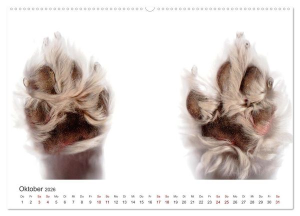 Produktbild: Pudel - Die flauschigen Lockenk&ouml;pfe. (Wandkalender 2026 DIN A2 quer), CALVENDO Monatskalender