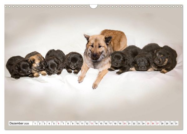 Produktbild: Eurasier, der Hund im Wolfspelz (Wandkalender 2026 DIN A3 quer), CALVENDO Monatskalender