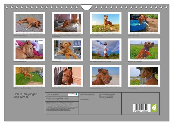 Produktbild: Chiara, ein junger Irish Terrier (Wandkalender 2026 DIN A4 quer), CALVENDO Monatskalender