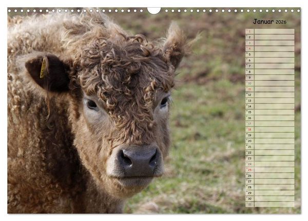 Produktbild: Gl&uuml;ckliche K&uuml;he (Wandkalender 2026 DIN A3 quer), CALVENDO Monatskalender