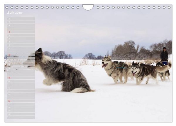 Produktbild: Huskies! (Wandkalender 2026 DIN A4 quer), CALVENDO Monatskalender