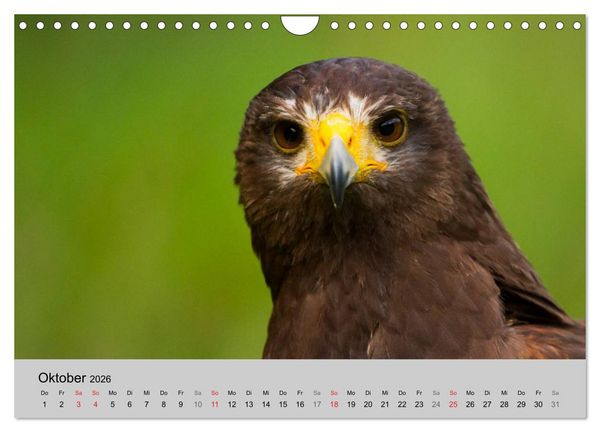Produktbild: Scharfblick (Wandkalender 2026 DIN A4 quer), CALVENDO Monatskalender