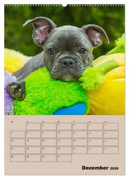 Produktbild: Jahresplaner Franz&ouml;sische Bulldogge (Wandkalender 2026 DIN A2 hoch), CALVENDO Monatskalender