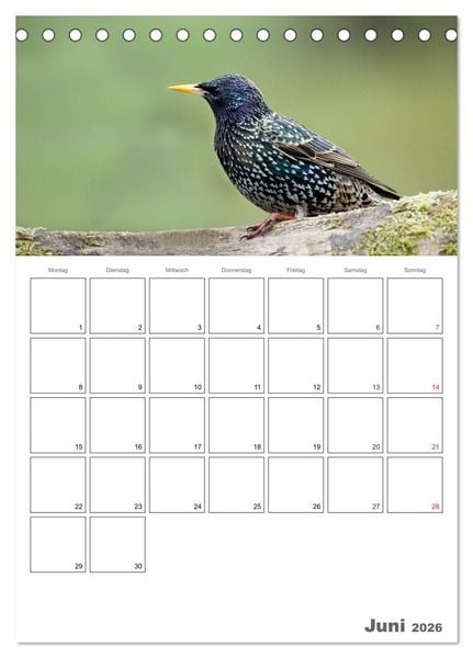 Produktbild: V&ouml;gel im heimischen Garten (Tischkalender 2026 DIN A5 hoch), CALVENDO Monatskalender