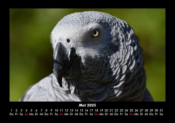 Produktbild: Welt der V&ouml;gel 2025 Fotokalender DIN A3