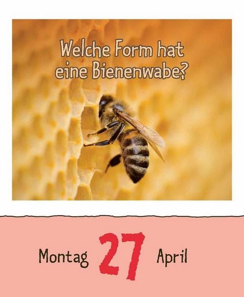 Produktbild: Warum wackelt Wackelpudding? 2026