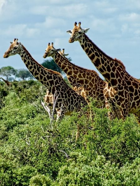 Produktbild: CALVENDO Puzzle Giraffen. Voller Stolz und Grazie | 1000 Teile Lege-Gr&ouml;&szlig;e 64x48cm Foto-Puzzle f&uuml;r gl&uuml;ckliche Stunden
