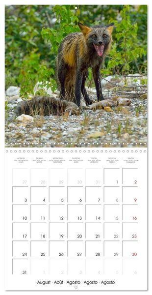 Produktbild: Wildlife in Alaska (Wall Calendar 2026 12 &times; 12 Inch) CALVENDO 12 Month Wall Calendar