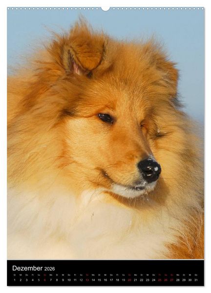 Produktbild: Collie 2026 (hochwertiger Premium Wandkalender 2026 DIN A2 hoch), Kunstdruck in Hochglanz
