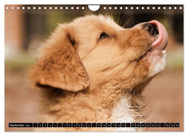 Produktbild: Nova Scotia Duck Tolling Retriever (Wandkalender 2026 DIN A4 quer), CALVENDO Monatskalender