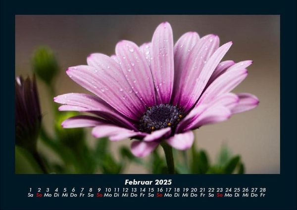 Produktbild: Blumentr&auml;ume 2025 Fotokalender DIN A4
