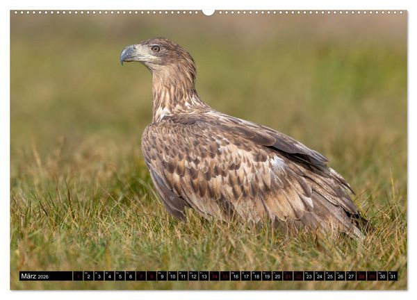 Produktbild: Seeadler in Polen (Wandkalender 2026 DIN A2 quer), CALVENDO Monatskalender