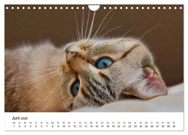 Produktbild: Katzenbabys (Wandkalender 2026 DIN A4 quer), CALVENDO Monatskalender