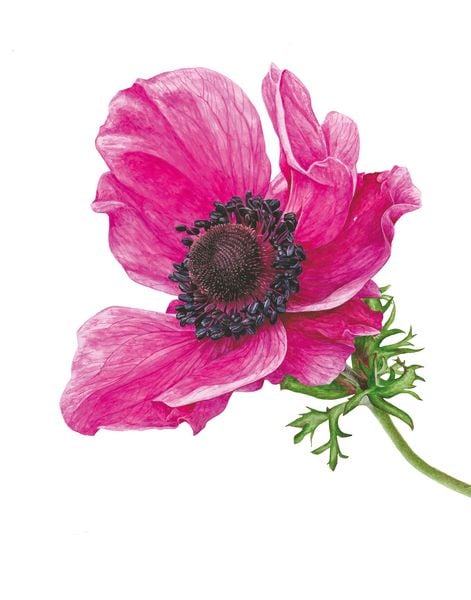 Produktbild: Inspiriert von der Natur: Anna Masons Aquarellwelt
