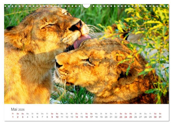 Produktbild: Safari / Afrika (Wandkalender 2026 DIN A3 quer), CALVENDO Monatskalender