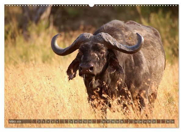 Produktbild: Afrika - Zauber der Wildnis (hochwertiger Premium Wandkalender 2026 DIN A2 quer), Kunstdruck in Hochglanz