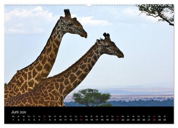 Produktbild: GIRAFFEN - Liebliche Riesen der afrikanischen Savanne (hochwertiger Premium Wandkalender 2026 DIN A2 quer), Kunstdruck in Hochglanz