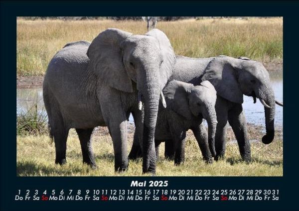 Produktbild: Elefanten 2025 Fotokalender DIN A5