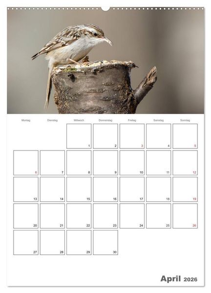 Produktbild: V&ouml;gel im heimischen Garten (hochwertiger Premium Wandkalender 2026 DIN A2 hoch), Kunstdruck in Hochglanz