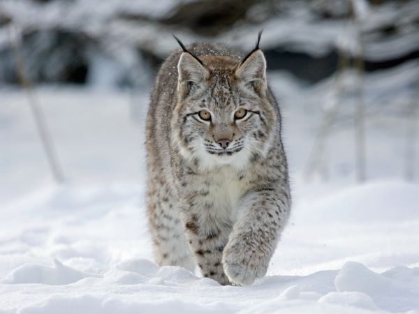 Produktbild: CALVENDO Puzzle Luchs l&auml;uft durch Schnee 1000 Teile Lege-Gr&ouml;&szlig;e 64 x 48 cm Foto-Puzzle Bild von Wilfried Martin