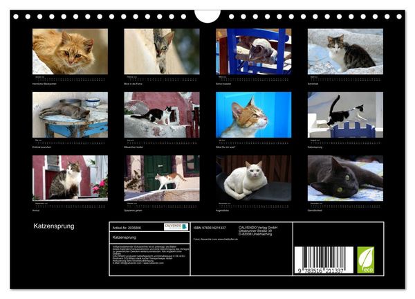 Produktbild: Katzensprung (Wandkalender 2026 DIN A4 quer), CALVENDO Monatskalender