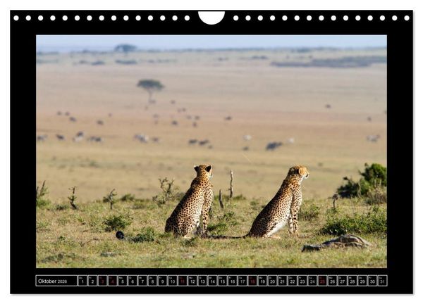 Produktbild: Afrikas Katzen (Wandkalender 2026 DIN A4 quer), CALVENDO Monatskalender