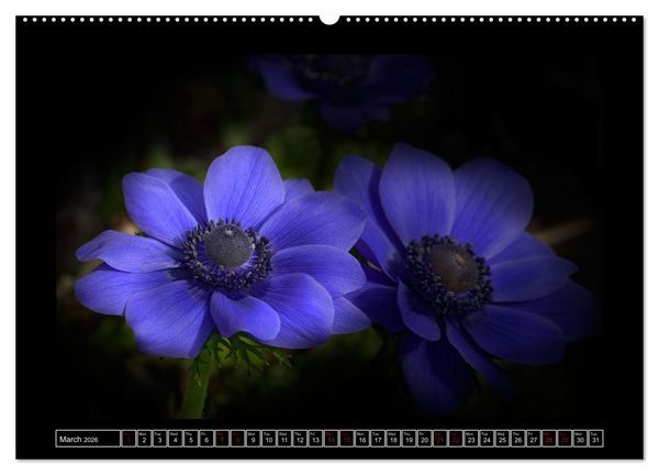 Produktbild: Mysterious plant portraits (Wall Calendar 2026 DIN A2 landscape), CALVENDO 12 Month Wall Calendar
