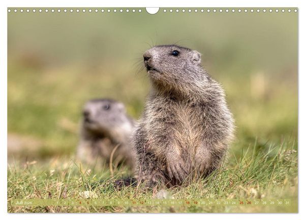 Produktbild: Tiere der Alpen - Murmeltier-Kinder (Wandkalender 2026 DIN A3 quer), CALVENDO Monatskalender