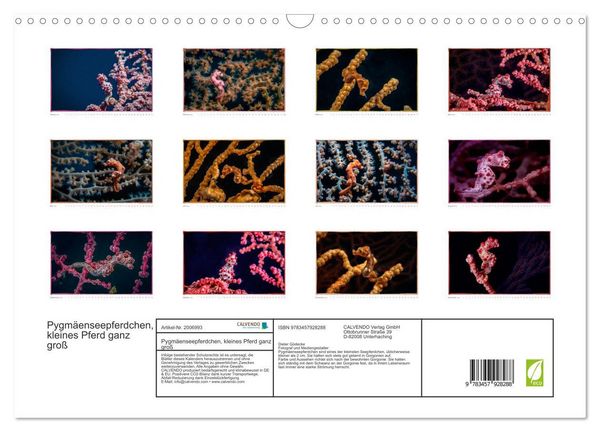 Produktbild: Pygm&auml;enseepferdchen, kleines Pferd ganz gro&szlig; (Wandkalender 2026 DIN A3 quer), CALVENDO Monatskalender