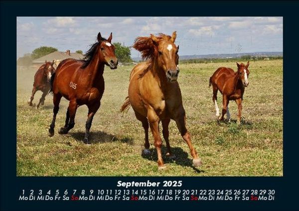 Produktbild: Pferdegefl&uuml;ster 2025 Fotokalender DIN A5