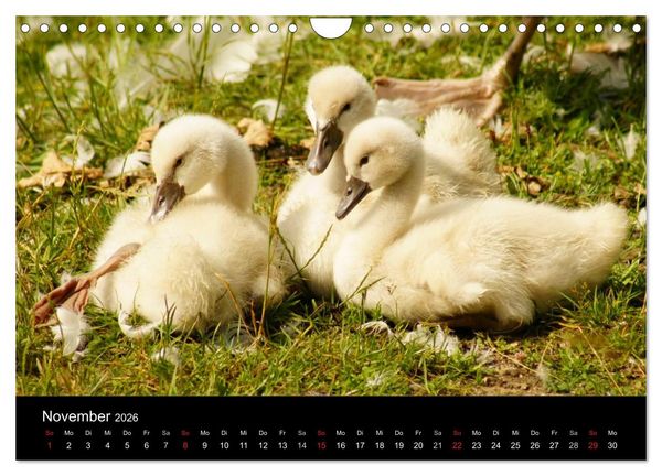 Produktbild: Die Kinderstube der Wasserv&ouml;gel (Wandkalender 2026 DIN A4 quer), CALVENDO Monatskalender