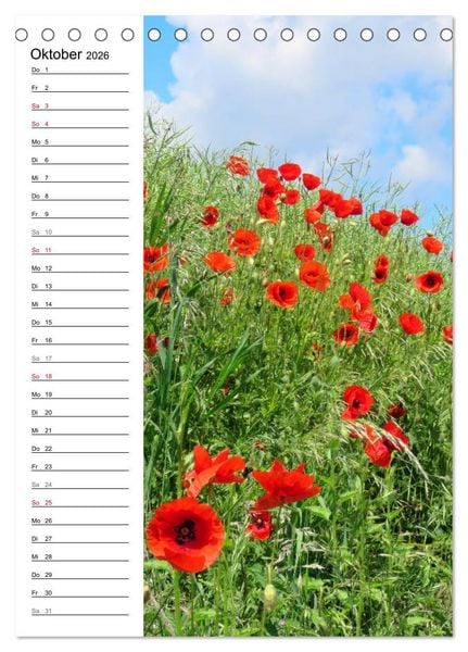 Produktbild: Mohn, zarte Bl&uuml;ten, starke Farben, der Geburtstagskalender (Tischkalender 2026 DIN A5 hoch), CALVENDO Monatskalender