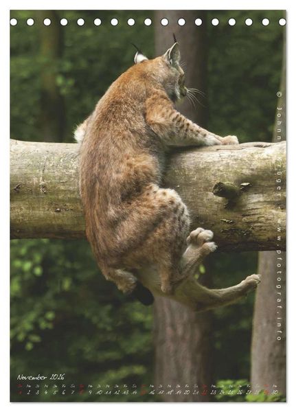 Produktbild: Luchs (Tischkalender 2026 DIN A5 hoch), CALVENDO Monatskalender