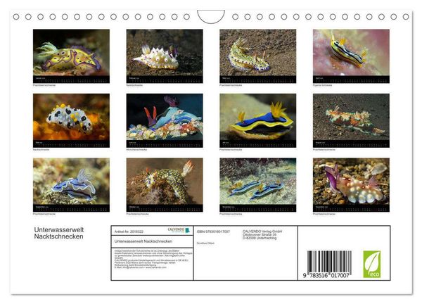 Produktbild: Unterwasserwelt Nacktschnecken (Wandkalender 2026 DIN A4 quer), CALVENDO Monatskalender