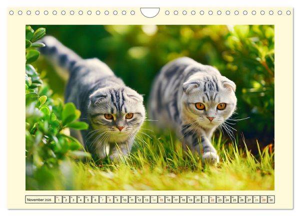 Produktbild: Scottish Fold. Zauberhafte Faltohrkatzen im Garten (Wandkalender 2026 DIN A4 quer), CALVENDO Monatskalender